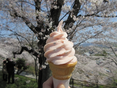 さくらソフトクリーム