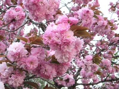 台原森林公園ヤマザクラ