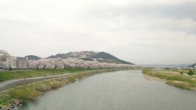 2017白石川堤一目千本桜花見