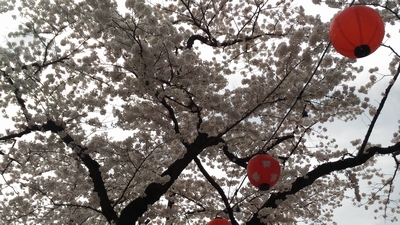 2017仙台西公園花見