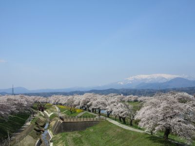 白石川堤一目千本桜