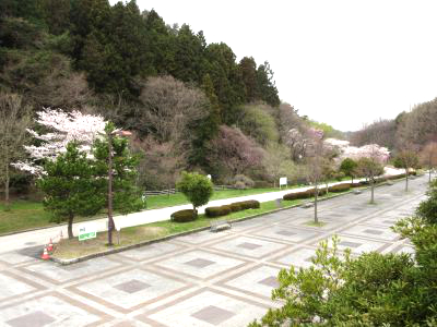 台原森林公園旭ヶ丘駅花見
