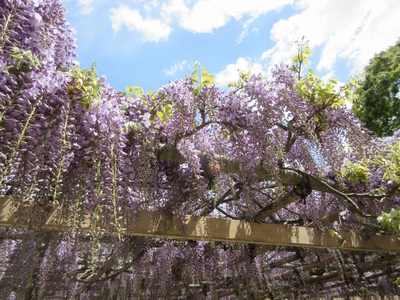 金蛇水神社藤棚