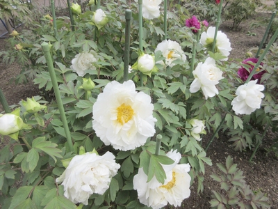 金蛇水神社牡丹園