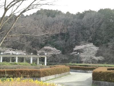 2017仙台台原森林公園花見